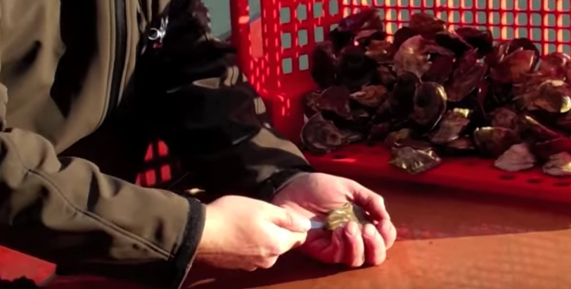 Shucking Done Easy