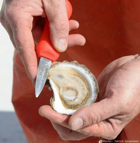 Ocean Plastic Oyster Shucking Knife